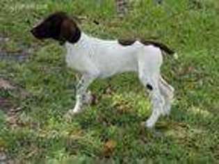 German Shorthaired Pointer Puppy for sale in Port Charlotte, FL, USA