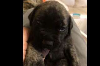 Mastiff Puppy for sale in Puyallup, WA, USA