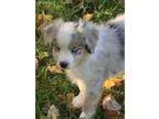 Miniature Australian Shepherd Puppy for sale in Auburn, NE, USA