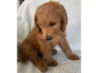 Goldendoodle Puppy for sale in Kerman, CA, USA