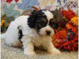 Cavachon Puppy for sale in Centerville, IA, USA
