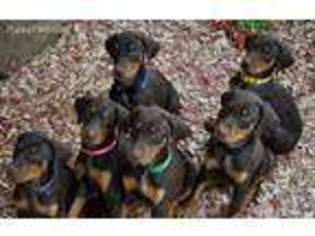 Doberman Pinscher Puppy for sale in Glen Allen, VA, USA