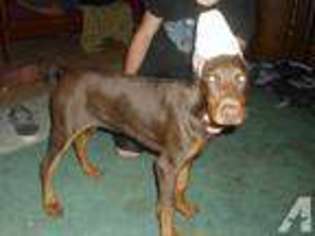 Doberman Pinscher Puppy for sale in LAKEVIEW, CA, USA