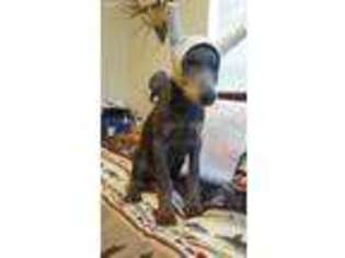Doberman Pinscher Puppy for sale in Aurora, CO, USA