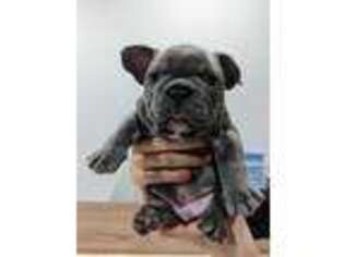 French Bulldog Puppy for sale in Cathedral City, CA, USA