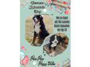 Bernese Mountain Dog Puppy for sale in Paw Paw, MI, USA