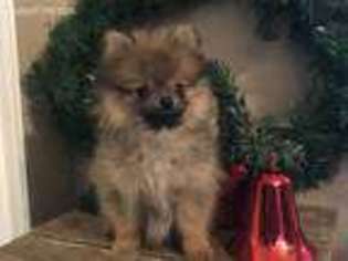 Pomeranian Puppy for sale in Eustace, TX, USA