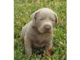Labrador Retriever Puppy for sale in Missouri City, TX, USA