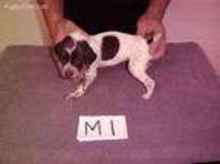 German Shorthaired Pointer Puppy for sale in Janesville, MN, USA