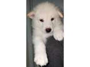 Alaskan Malamute Puppy for sale in Buford, GA, USA