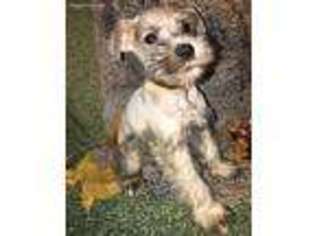 Mutt Puppy for sale in Accokeek, MD, USA