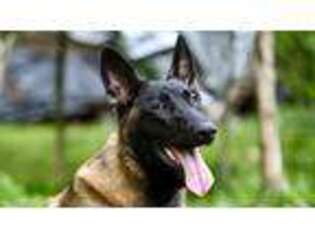 Belgian Malinois Puppy for sale in Lexington, KY, USA