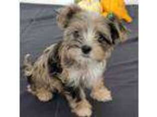 Yorkshire Terrier Puppy for sale in Troupsburg, NY, USA