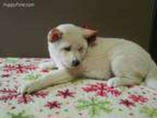 Shiba Inu Puppy for sale in Independence, MO, USA