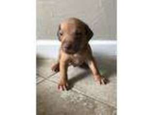 Rhodesian Ridgeback Puppy for sale in Roswell, NM, USA