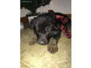 German Shepherd Dog Puppy for sale in Montgomery, IN, USA