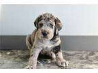 Great Dane Puppy for sale in Richmond, IN, USA