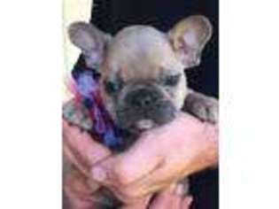 French Bulldog Puppy for sale in Wilmington, IL, USA
