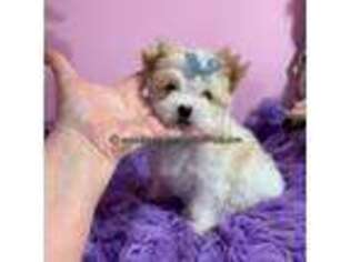 Yorkshire Terrier Puppy for sale in Lincoln, NE, USA