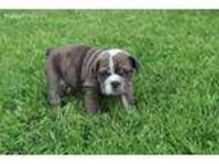 Bulldog Puppy for sale in Broken Bow, NE, USA