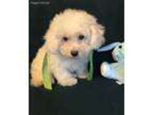 Bichon Frise Puppy for sale in Mountainburg, AR, USA