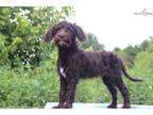 Labradoodle Puppy for sale in Memphis, TN, USA