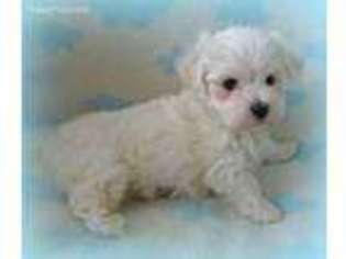 Maltese Puppy for sale in Chagrin Falls, OH, USA