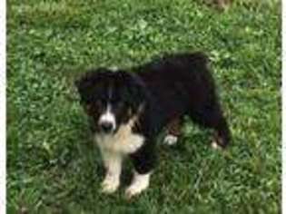 Australian Shepherd Puppy for sale in Robards, KY, USA