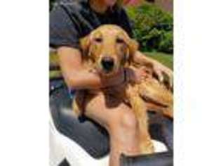 Golden Retriever Puppy for sale in Ravenna, OH, USA