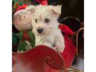 West Highland White Terrier Puppy for sale in San Francisco, CA, USA