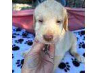 Labradoodle Puppy for sale in Eufaula, OK, USA