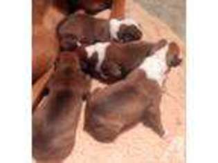 Boxer Puppy for sale in HARPERS FERRY, IA, USA