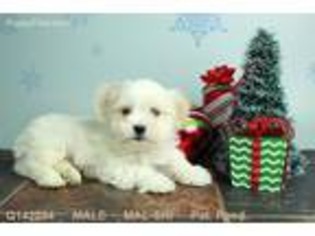 Mal-Shi Puppy for sale in Long Grove, IL, USA
