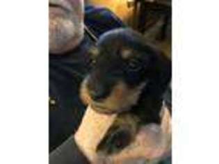 Dachshund Puppy for sale in Warren, MI, USA