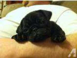 Pug Puppy for sale in ITHACA, MI, USA