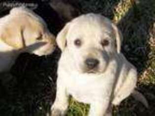 Labrador Retriever Puppy for sale in West Concord, MN, USA