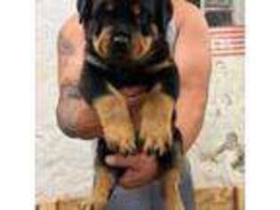 Rottweiler Puppy for sale in Freeport, IL, USA