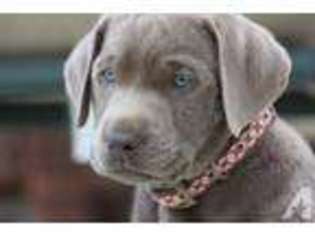 Labrador Retriever Puppy for sale in LISBON, OH, USA