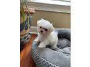 Maltese Puppy for sale in Marietta, GA, USA