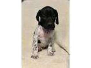 German Shorthaired Pointer Puppy for sale in Pine Grove, PA, USA