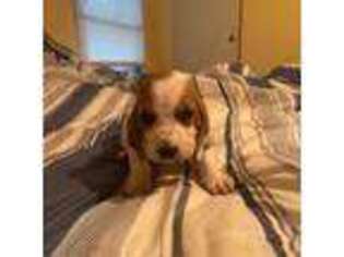 Basset Hound Puppy for sale in Daleville, AL, USA