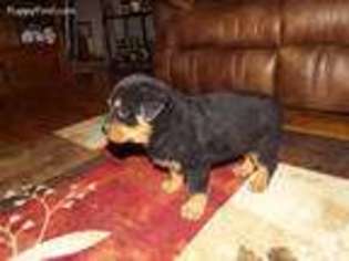 Rottweiler Puppy for sale in Exeter, MO, USA