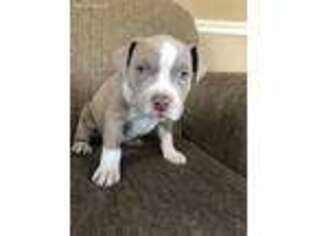 Mutt Puppy for sale in Hutchinson, MN, USA