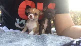 Chihuahua Puppy for sale in Delray Beach, FL, USA