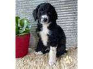 Mutt Puppy for sale in Yoder, CO, USA