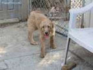 Labradoodle Puppy for sale in Tracy, CA, USA