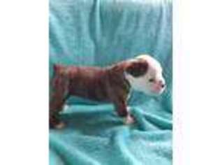 Olde English Bulldogge Puppy for sale in Cabool, MO, USA
