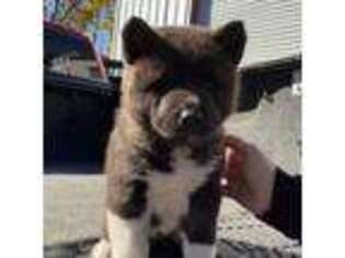 Akita Puppy for sale in Mount Pocono, PA, USA