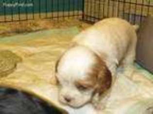 Cavalier King Charles Spaniel Puppy for sale in Maricopa, AZ, USA