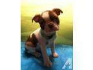 Boston Terrier Puppy for sale in LA PORTE, IN, USA
